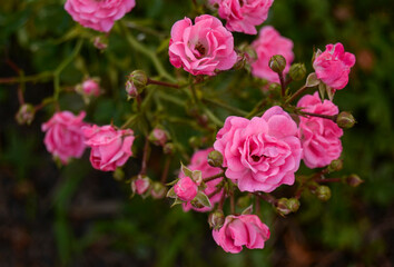 Pink Roses Photography