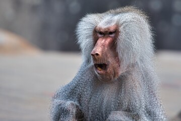 Roaring baboon