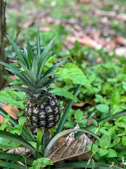pineapple growing in the garden