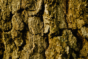 Macro shot of a tree bark. large structural texture