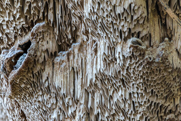 Close-up of a Fungal Fruiting Body of a Tree Mushroom