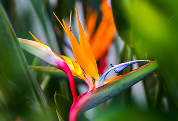 Obraz premium red and yellow flower