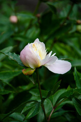 Close up floral photography of white beautiful peonies in the garden. Floral summer background image.