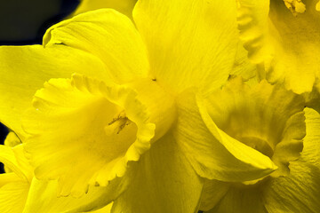 Yellow Narcissus Flower (Narcissus pseudonarcissus)