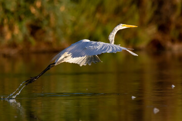 White egret standing and fishing in a pond at sunrise and sunset