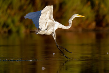 White egret standing and fishing in a pond at sunrise and sunset