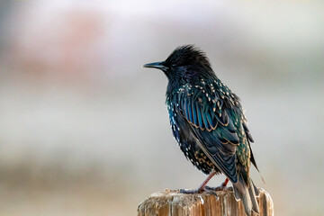 Starling bird perched on a wooden fence post