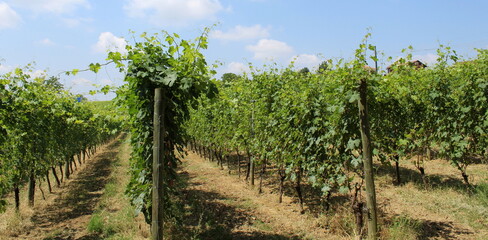 Fototapeta na wymiar Vigneto italiano in Estate - Azienda vinicola 