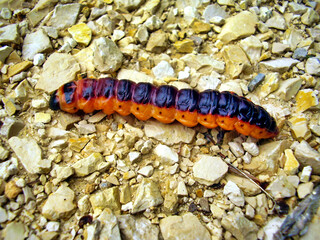 Caterpillar of the Goat Moth (Cossus cossus)