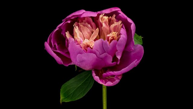 Timelapse of pink peony flower blooming on black background, close-up. Valentine's Day concept. Mother's day, Holiday, Love, birthday background design. 4K UHD video timelapse