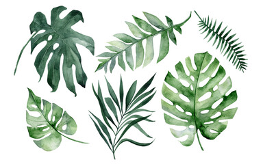 set of watercolor tropical leaves on white background. Green palm leaves, monster, homeplants, banana leaves. Exotic plants. Jungle botanical watercolor illustrations, floral elements. - 367024010