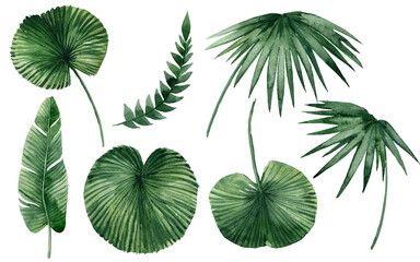 Fototapeta na wymiar set of watercolor tropical leaves on white background. Green palm leaves, monster, homeplants, banana leaves. Exotic plants. Jungle botanical watercolor illustrations, floral elements.