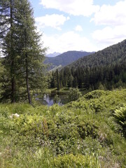 Large evergreen trees with a pond and mountains in the background 