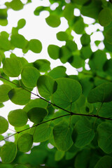Fototapeta na wymiar Closeup photo of fresh green leaves