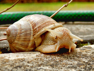 Roman snail slithering along a terrace, countryside in the background