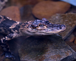 Alligator Stock Photos.   Alligator Baby. Baby Alligator. Head close-up.  Image. Portrait. Picture.