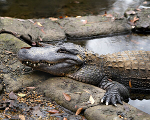Alligator stock photo. Alligator close-up profile view. Picture. Portrait. Image.  Alligator teeth.