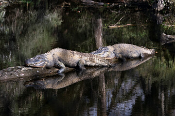 Alligator stock photo. Alligators close-up profile view with reflection on the water. Picture. Portrait. Image.