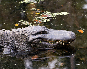 Alligator Stock Photos.   Alligator head close-up profile view. Portrait. Image. Picture
