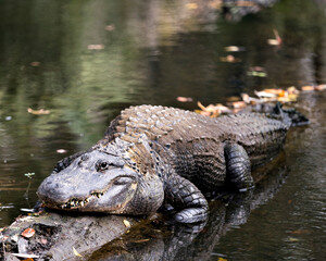 Alligator stock photo.  Alligator close-up profile view with water background.