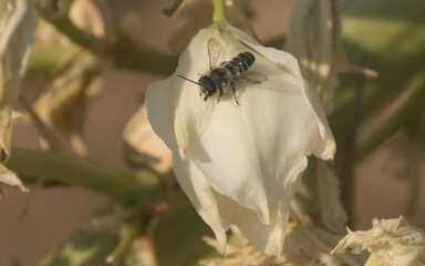 Yucca and Black Bee macro details.