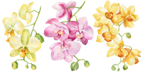 Watercolor set of orchid. Hand drawn illustration. Isolated on white background