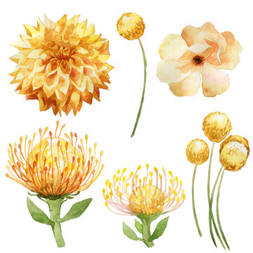 watercolor illustration, set of yellow tropical flowers, chrysanthemum, aster