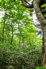 大きな杉の木新緑の杉の森　立山美女平