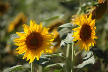 Sunflower field nature scene view. 