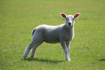 Fototapeta premium sheep in a meadow