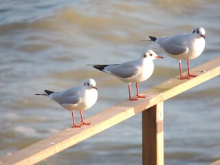 Mouettes au repos sur le ponton