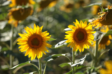 Naklejka premium Sunflower field nature scene view. 