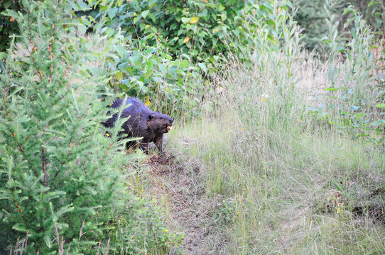 Beaver animal Stock Photos. Beaver animal  out of the water with foreground and background foliage.  picture. portrait. image.