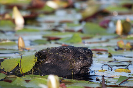 Beaver animal Stock Photos. Beaver head close-up profile view.  Beaver picture. Beaver portrait. Beaver image. Water lily pads. 