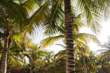 Fototapeta premium Caribbean palm trees, tropical