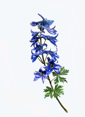 Fototapeta na wymiar Beautiful blue dolphinium flower isolated on white background