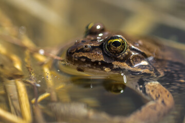 Columbia Spotted Frog (Rana luteiventris)