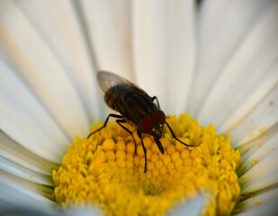 Macro photo of white and yellow daisy (Leucanthemum Maximum) with bee fly sucking nectar.