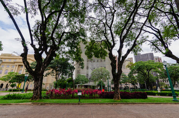 trees in the park - afforestation and garden of Praça da Liberdade in Belo Horizonte