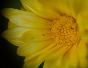 Macro photo of yellow Calendula officinalis flower.