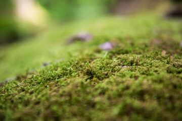 Macro of moss growing on the ground in the Catskill Mountains in New York State.