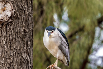 Black-crowned night heron ( Nycticorax ) close-up on a tree branch. Selective focus. 