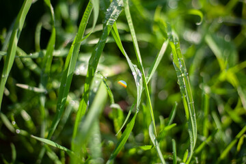 Grass texture with sun glare in the middle of the frame.
