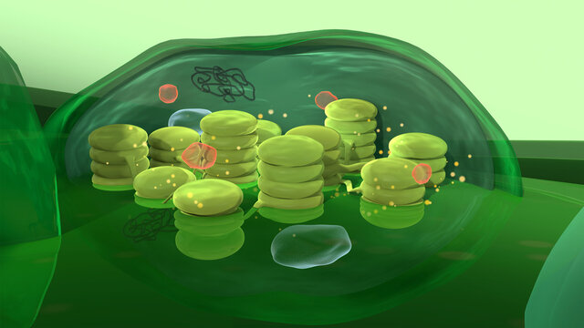 Chloroplast structure, 3d illustration. Cross section of a chloroplast in a plant cell, showing also the additional elements: ribosome, nucleoid (DNA), plastoglobulus and starch granule