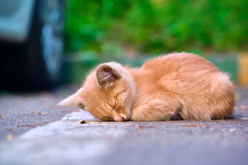 Homeless kitten sleeps in car parking. general plan. color