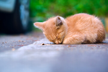 Homeless kitten sleeps in car parking. general plan. color
