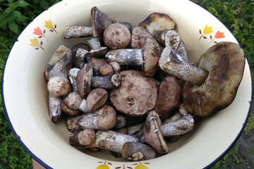 Leccinum scabrum, or birch bolete mushrooms