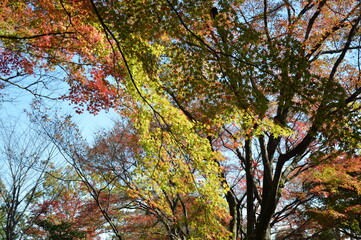Fototapeta premium 紅葉の京都