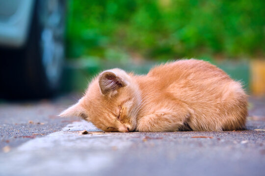 Homeless Kitten Sleeps In Car Parking. General Plan. Color