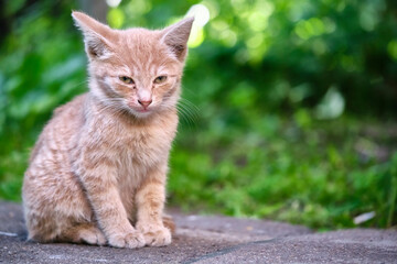 homeless kitten sits on the pavement. general plan. color